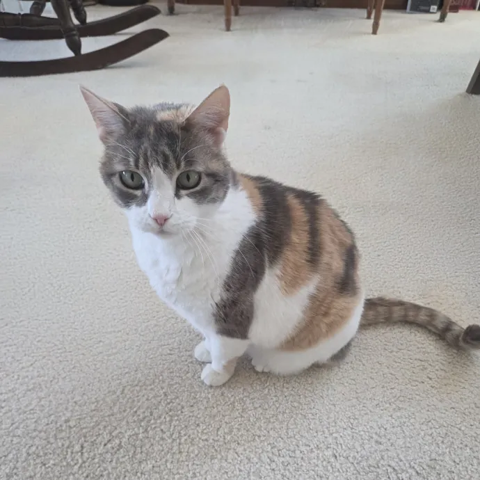 Your Purrfect Cat Sitter photo 3