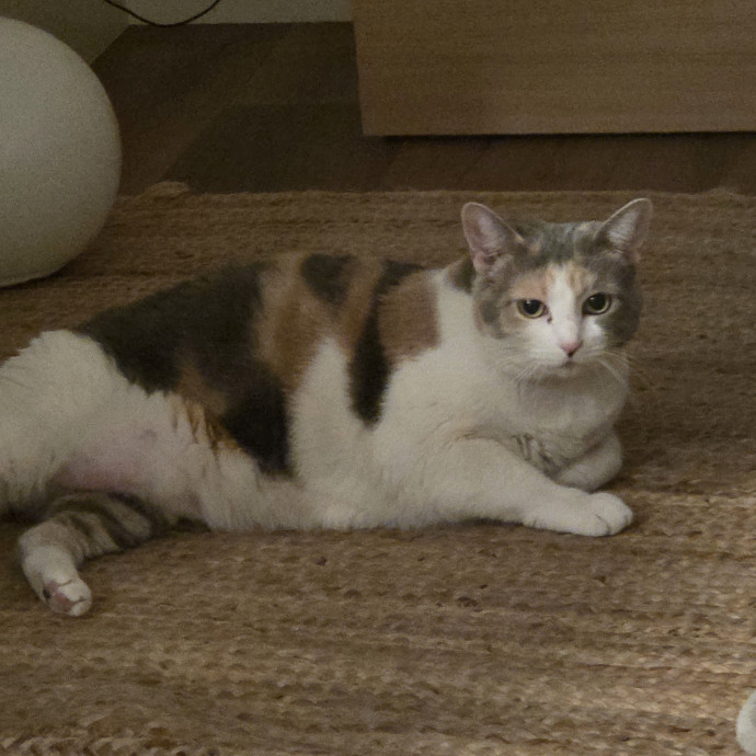 Your Purrfect Cat Sitter photo 2