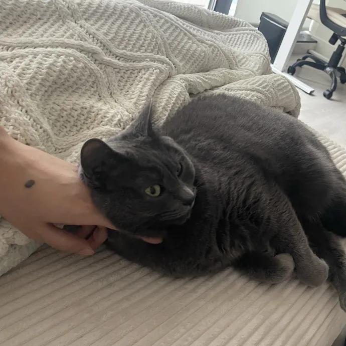 Luna A.
