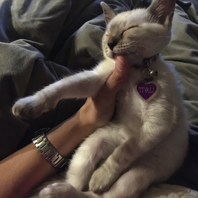 Retired Medic With Feline Addiction