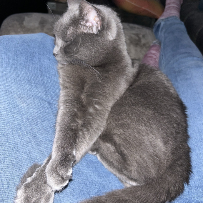 Retired Medic With Feline Addiction photo 3