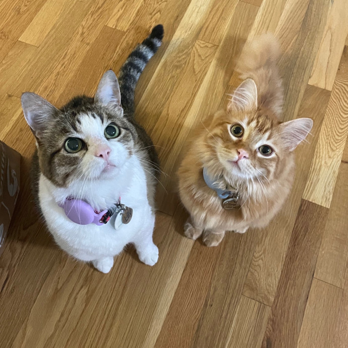 Anna's Kitty Biscuit Bakery