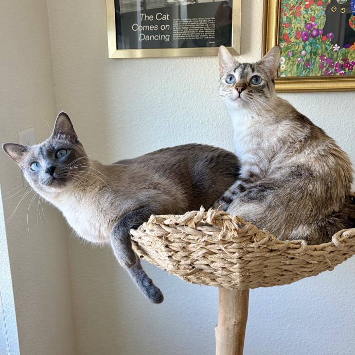 Anna's Kitty Biscuit Bakery