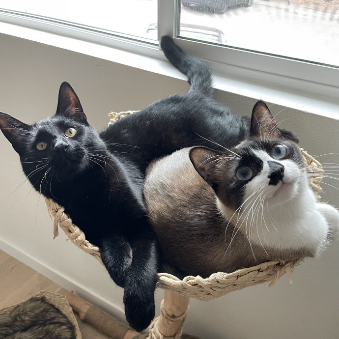 Anna's Kitty Biscuit Bakery