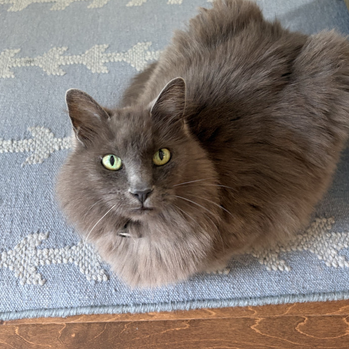 Anna's Kitty Biscuit Bakery photo 3
