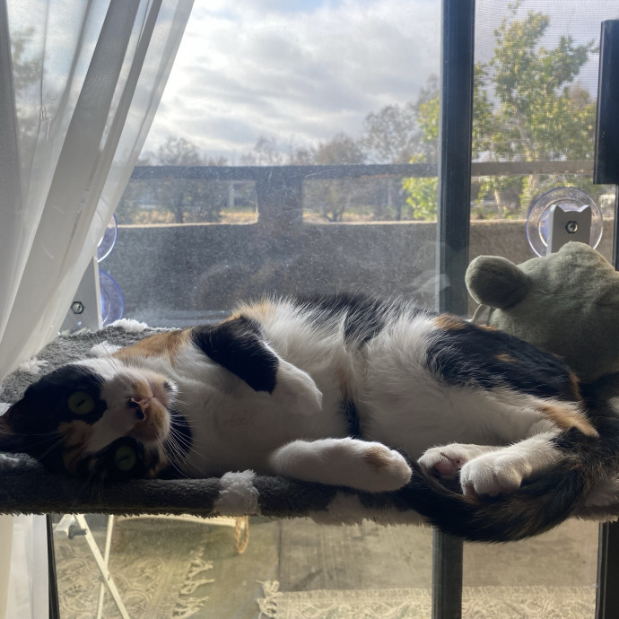 Trustworthy Cat-Sitter
