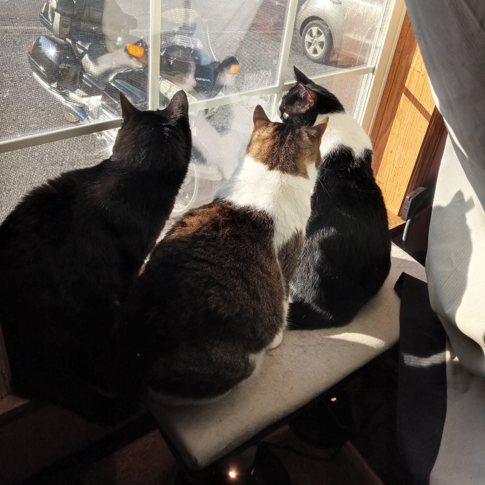 Brittany's Kitty Sitting Service