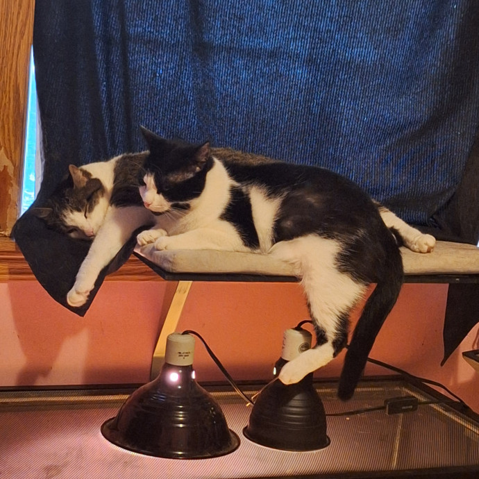Brittany's Kitty Sitting Service