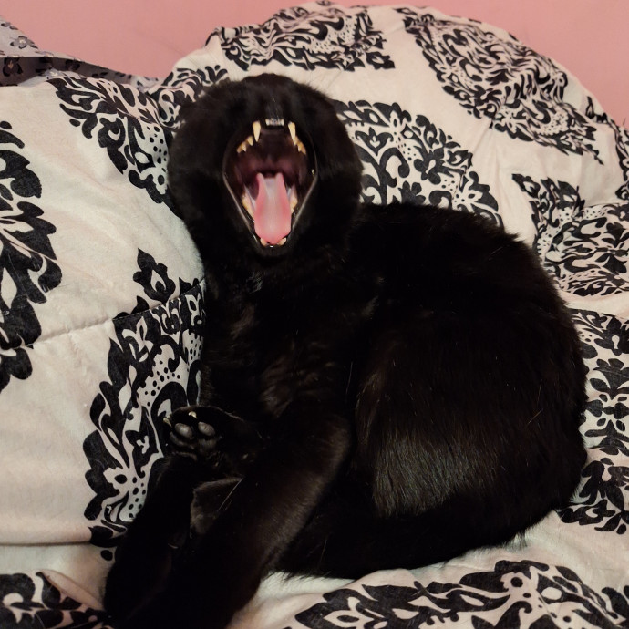 Brittany's Kitty Sitting Service