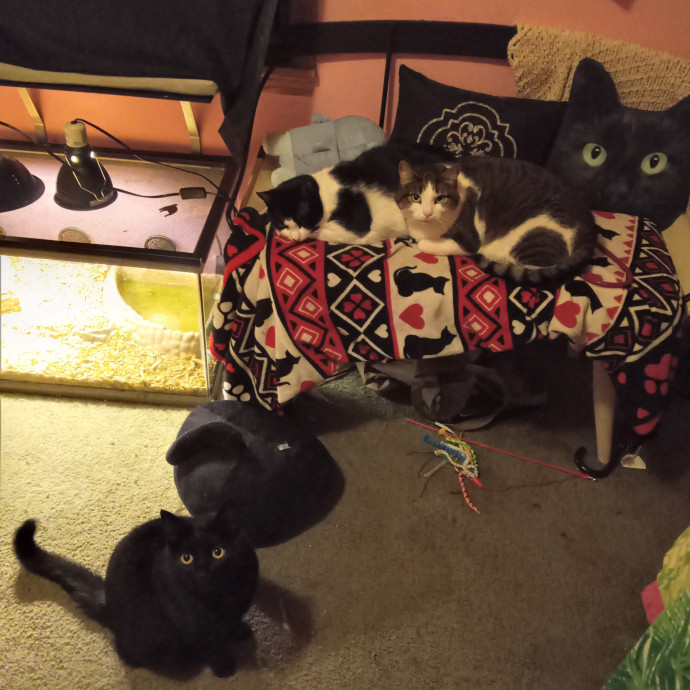 Brittany's Kitty Sitting Service