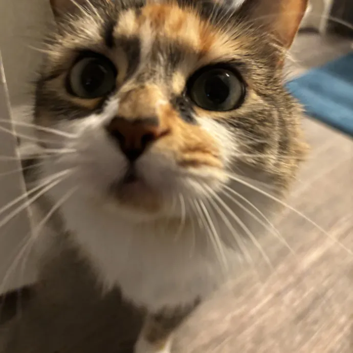 Senior Cat Tested Senior Cat Approved