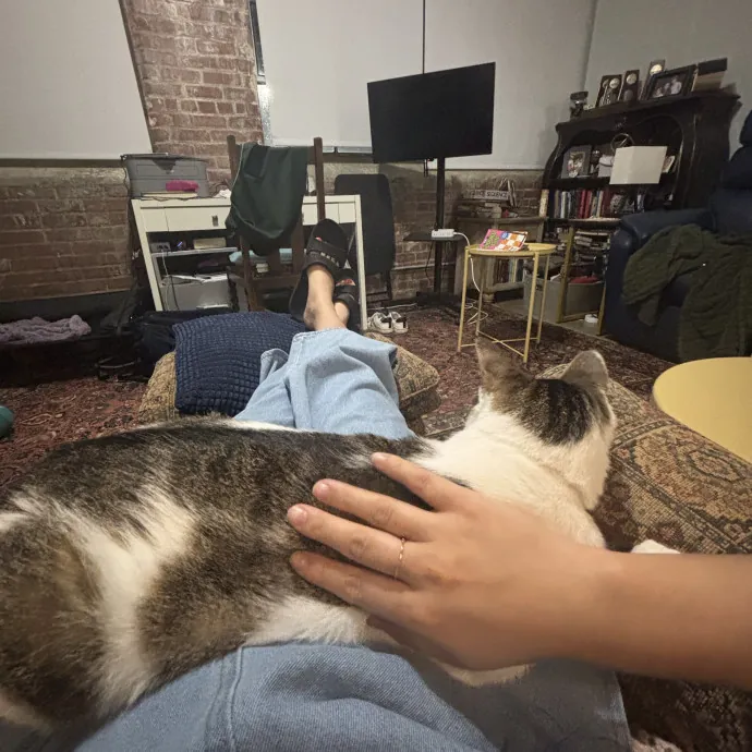 Senior Cat Tested Senior Cat Approved