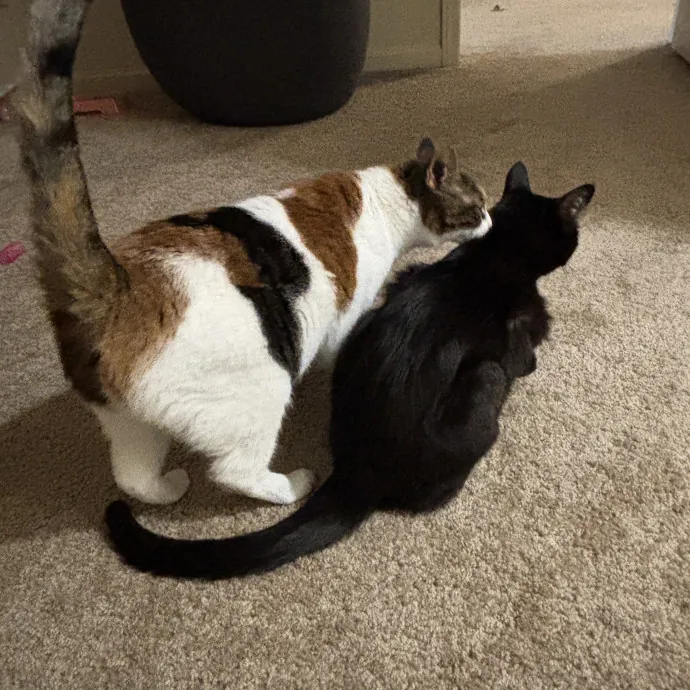 Senior Cat Tested Senior Cat Approved