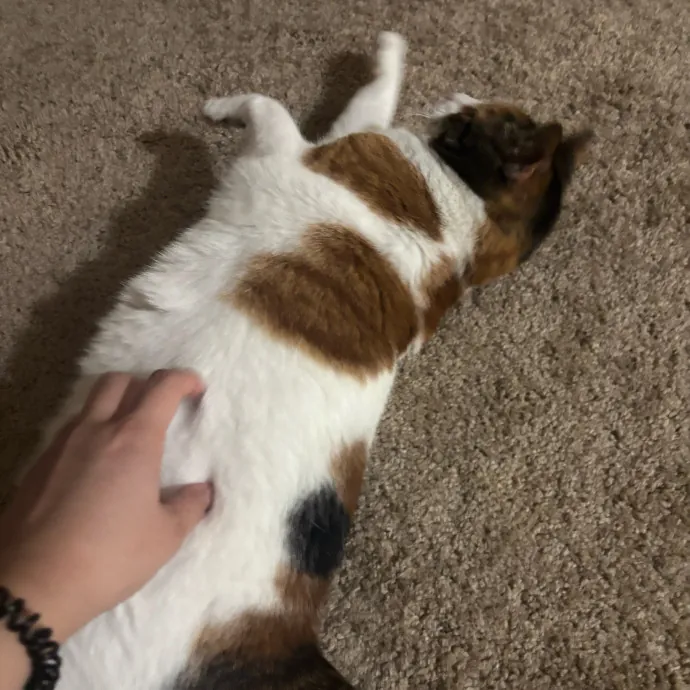 Senior Cat Tested Senior Cat Approved
