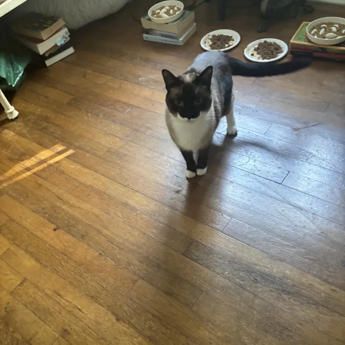 Senior Cat Tested Senior Cat Approved