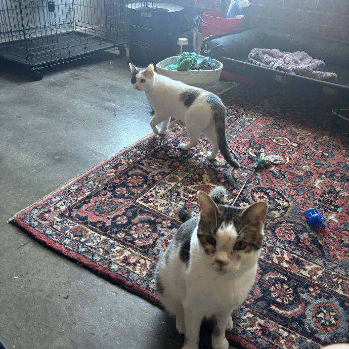 Senior Cat Tested Senior Cat Approved