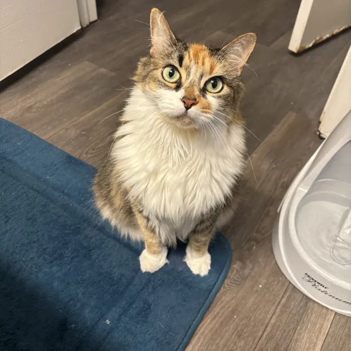 Senior Cat Tested Senior Cat Approved