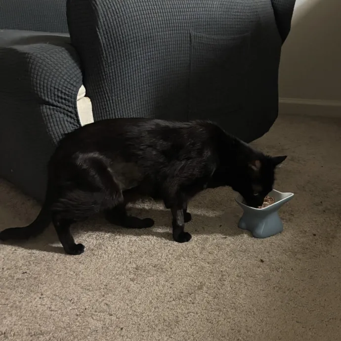 Senior Cat Tested Senior Cat Approved