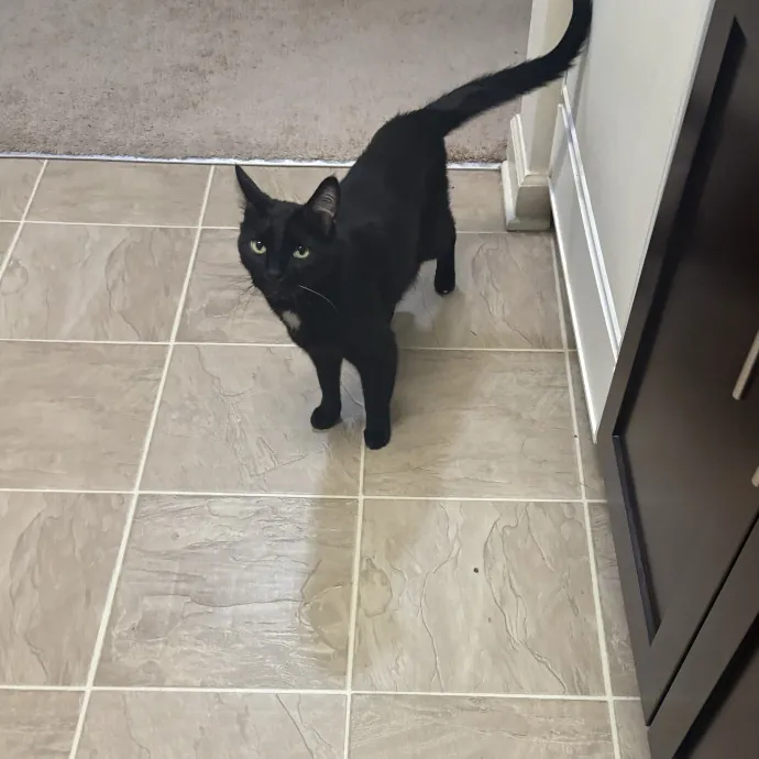 Senior Cat Tested Senior Cat Approved