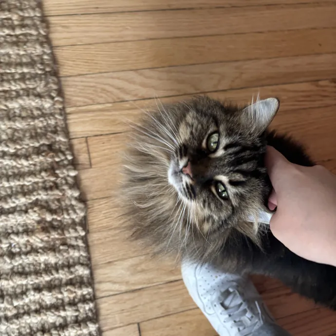 Senior Cat Tested Senior Cat Approved