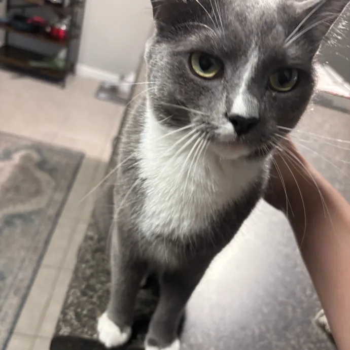 Senior Cat Tested Senior Cat Approved