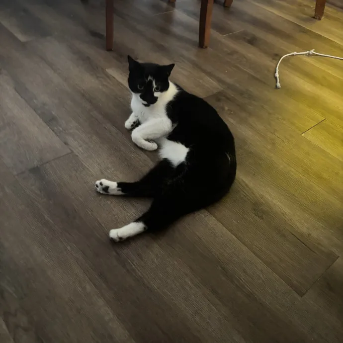 Senior Cat Tested Senior Cat Approved