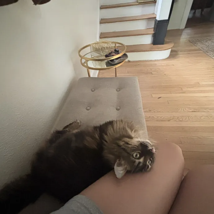 Senior Cat Tested Senior Cat Approved