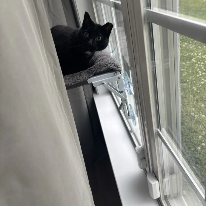 Senior Cat Tested Senior Cat Approved