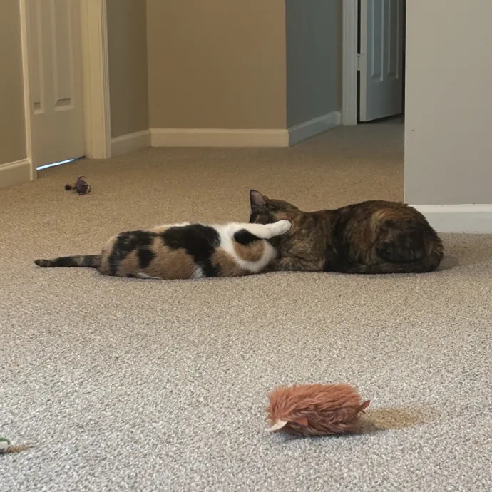 Senior Cat Tested Senior Cat Approved