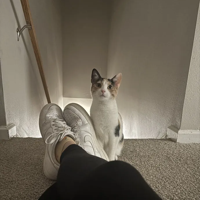 Senior Cat Tested Senior Cat Approved photo 4