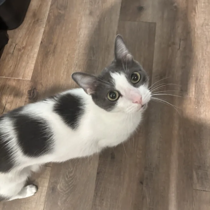 Senior Cat Tested Senior Cat Approved photo 3