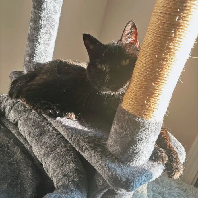 Your Purrfect Local Cat Sitter