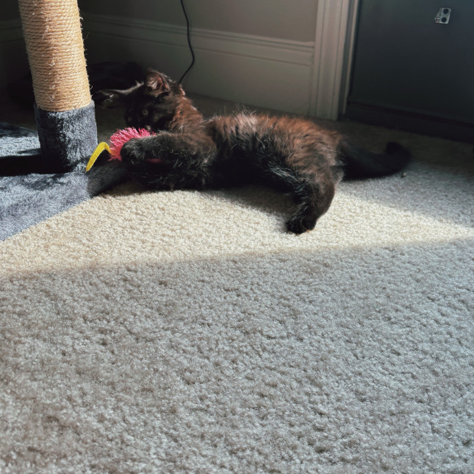 Your Purrfect Local Cat Sitter