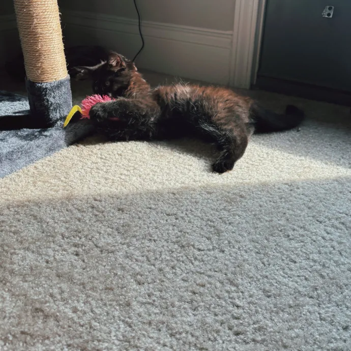 Your Purrfect Local Cat Sitter