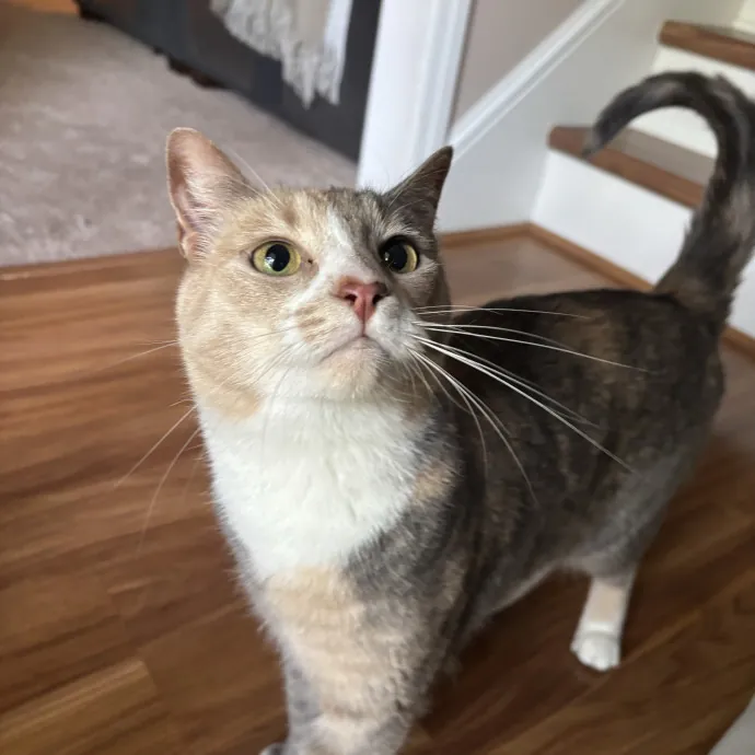 Your Purrfect Local Cat Sitter