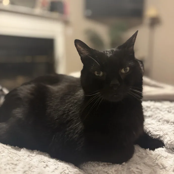 Your Purrfect Local Cat Sitter