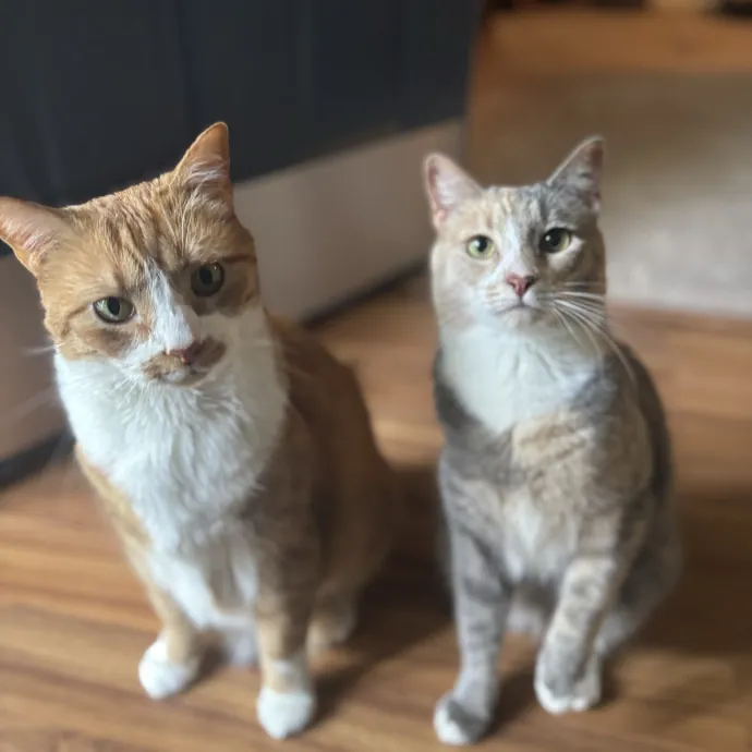 Your Purrfect Local Cat Sitter