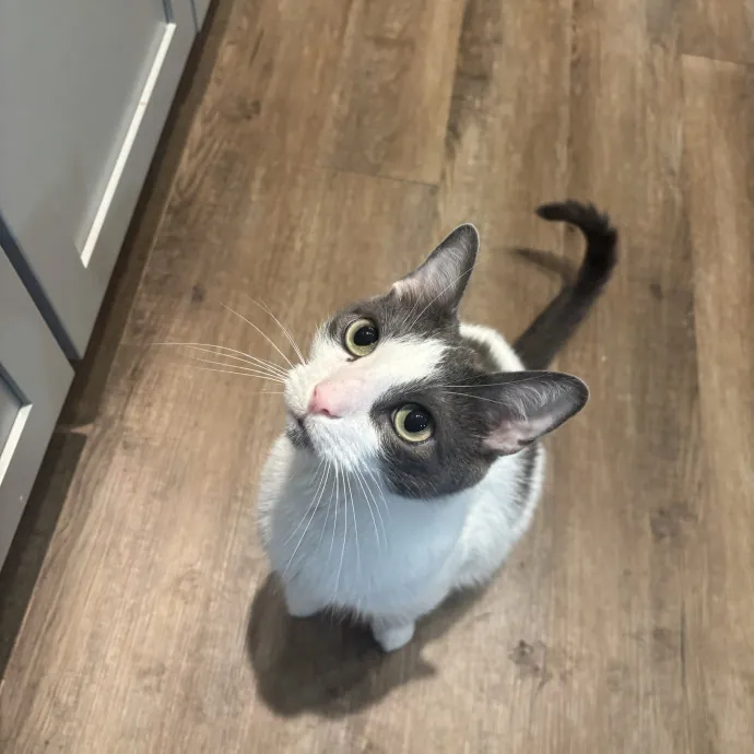 Your Purrfect Local Cat Sitter