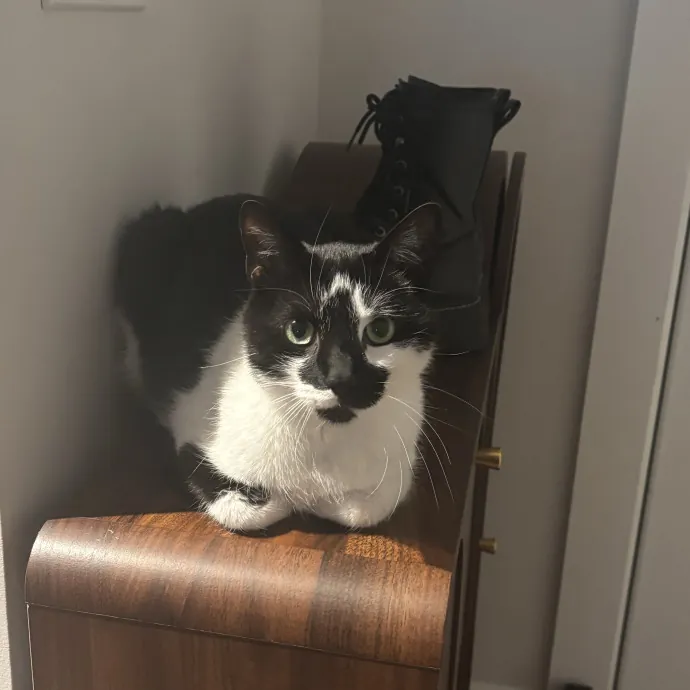 Your Purrfect Local Cat Sitter