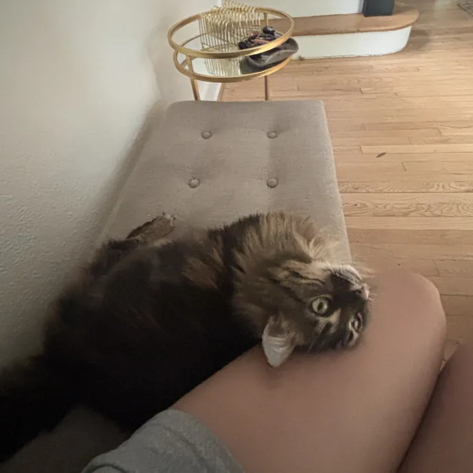 Your Purrfect Local Cat Sitter
