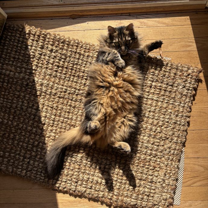 Your Purrfect Local Cat Sitter