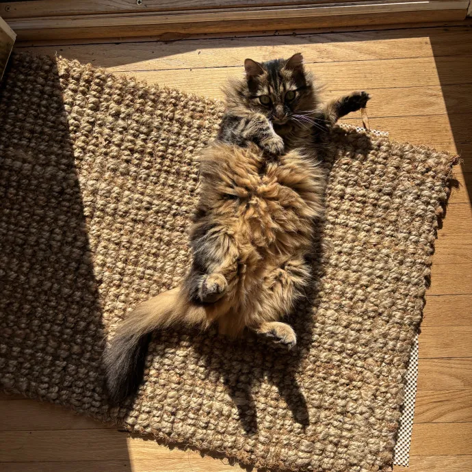 Your Purrfect Local Cat Sitter