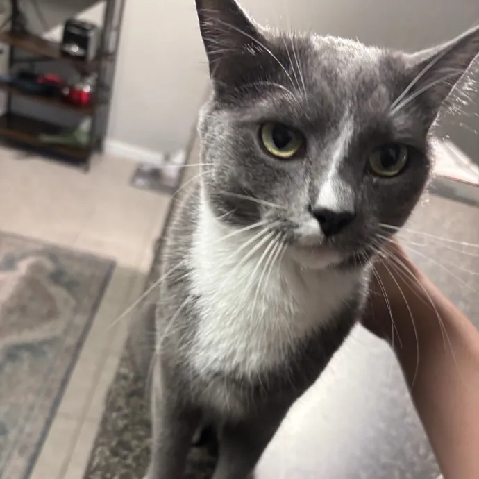 Your Purrfect Local Cat Sitter