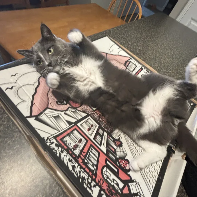 Your Purrfect Local Cat Sitter
