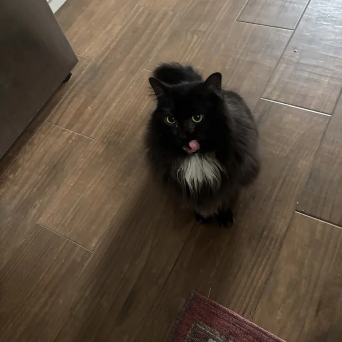 Your Purrfect Local Cat Sitter