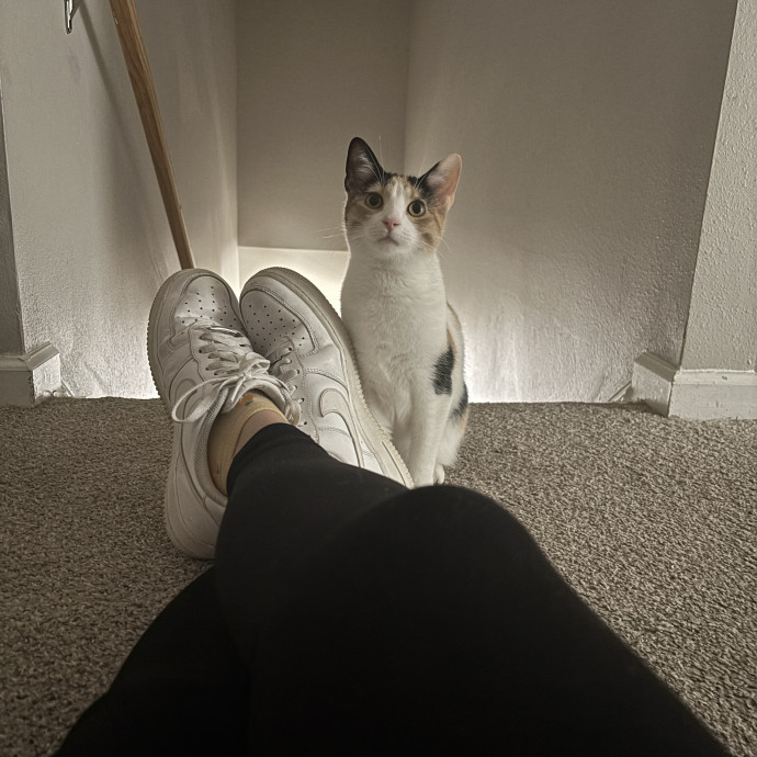 Your Purrfect Local Cat Sitter