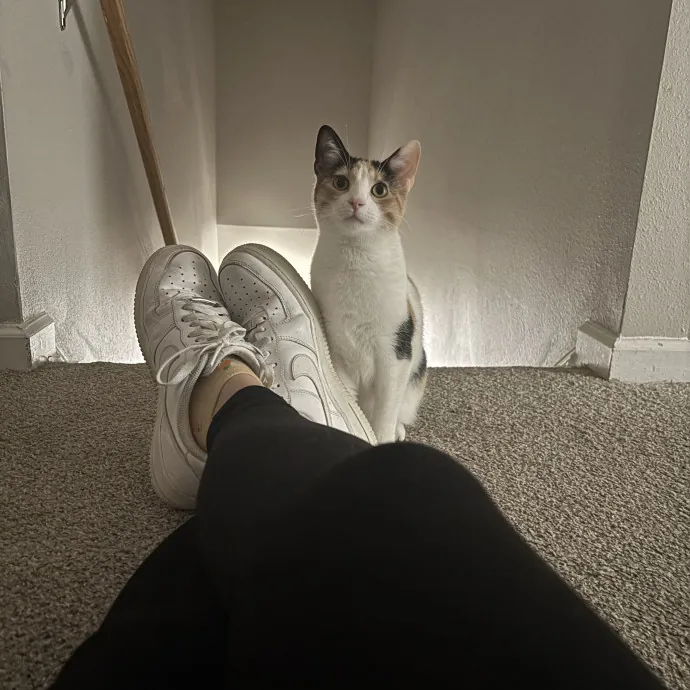 Your Purrfect Local Cat Sitter