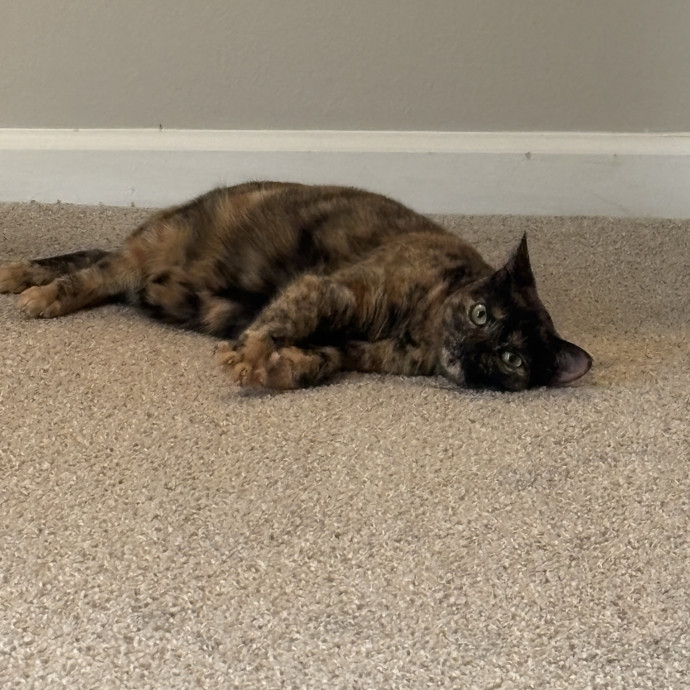 Your Purrfect Local Cat Sitter