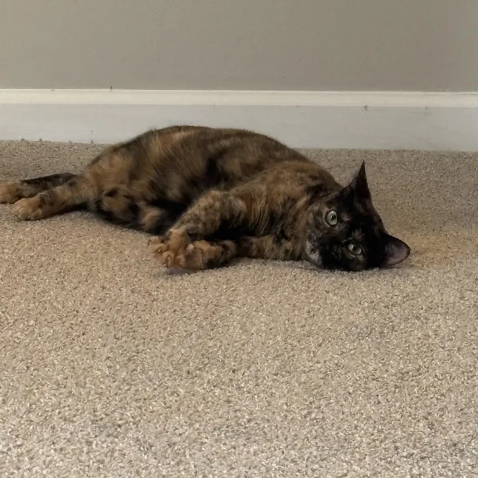 Your Purrfect Local Cat Sitter