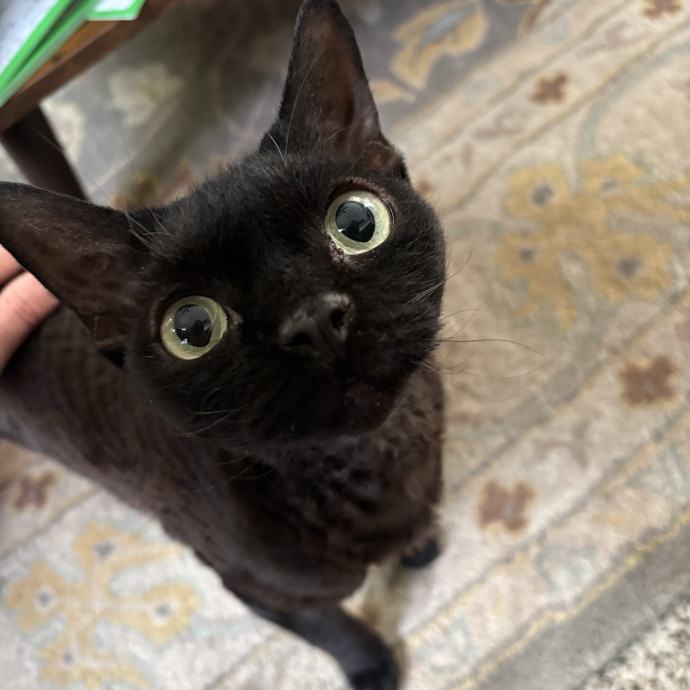 Your Purrfect Local Cat Sitter